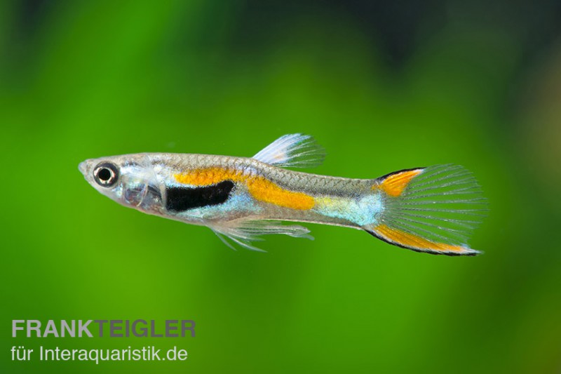 Endler Guppy, Poecilia wingei (Minifisch)