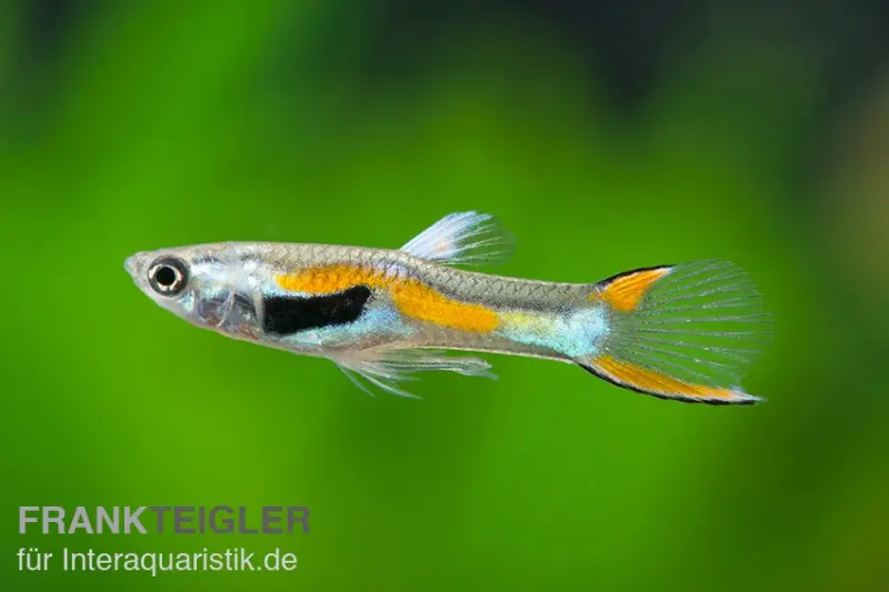 Endler Guppy, Poecilia wingei, paarweise (Minifisch)