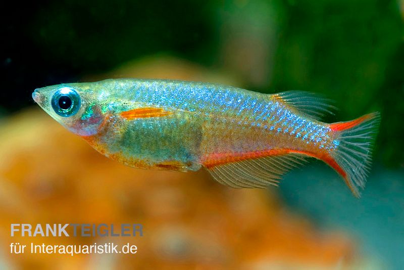 Neon-Reisfisch, Oryzias woworae