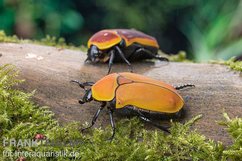 Kongo-Rosenkäfer (Aurantia), Pachnoda marginata aurantia