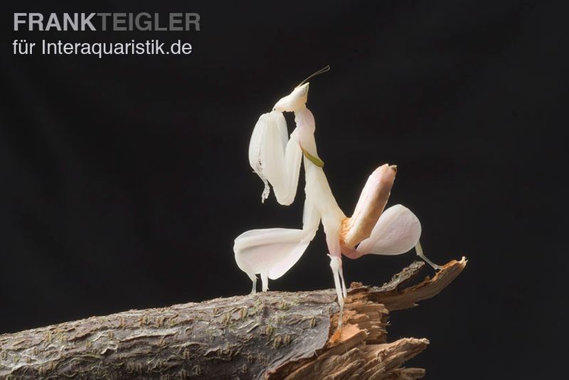 Orchideenmantis, Hymenopus coronatus