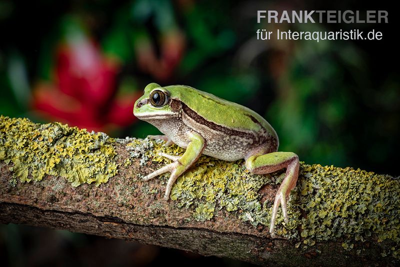 Westkamerun-Waldfrosch, Leptopelis nordequatoriali