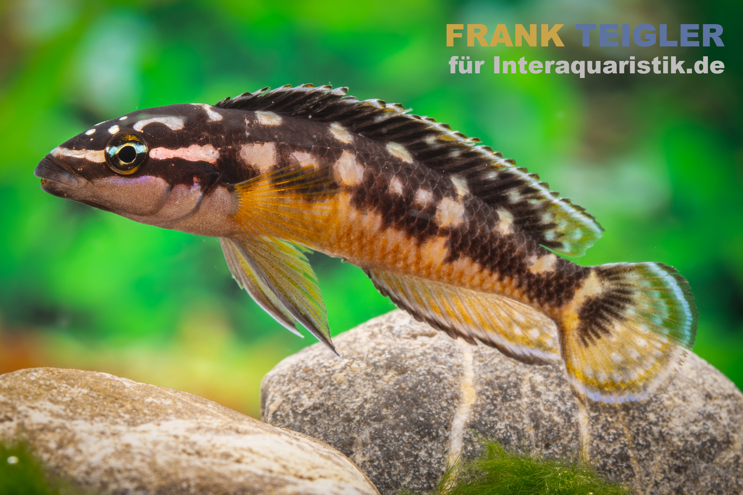 Nahaufnahme: bunter Aquarienfisch am Stein