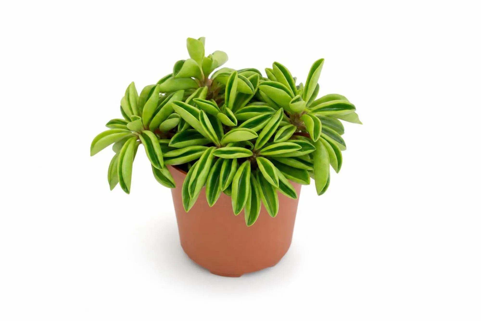 Zwergpfeffer „Fire Sparks“, Peperomia ‘Fire Sparks’, Topfpflanze