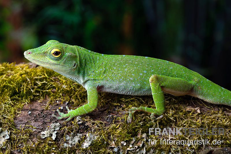 Großer Grün-Anolis, Anolis biporcatus, Paarpreis