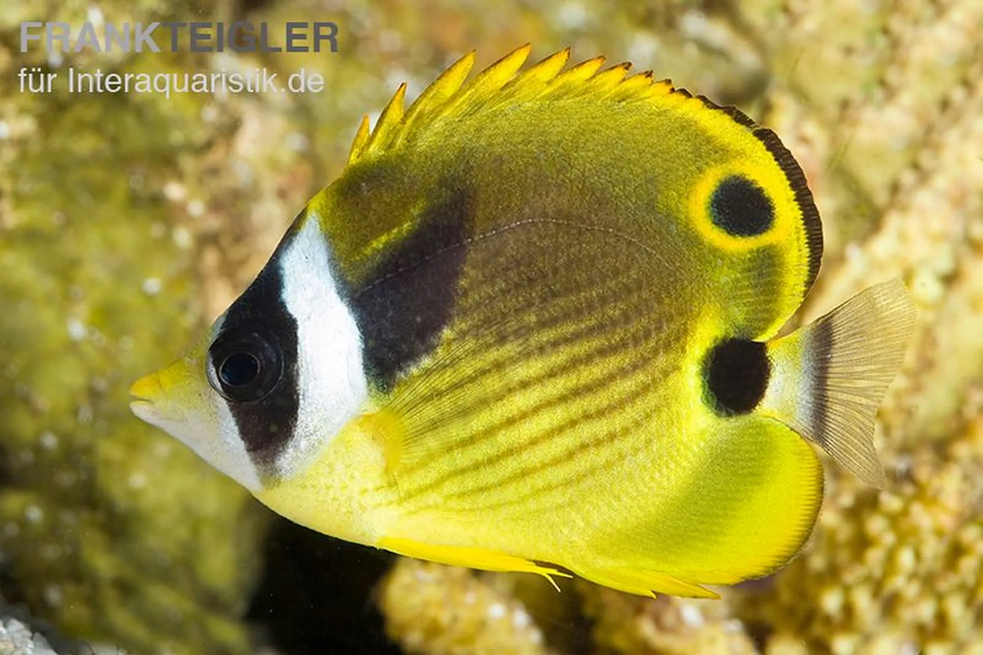 Mondsichel-Falterfisch, Chaetodon lunula, ca. 5,0-7,0 cm