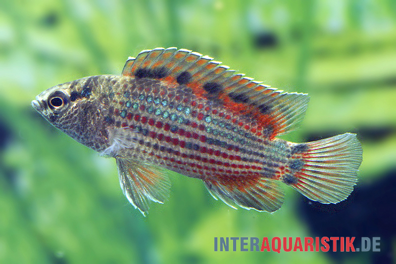 Roter Badis, Badis ruber