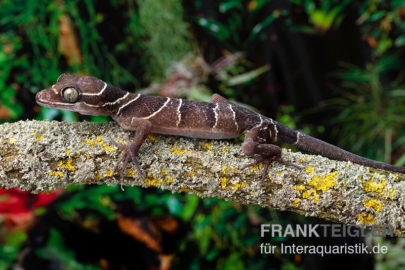 Malayischer Bogenfingergecko, Cyrtodactylus pulchellus