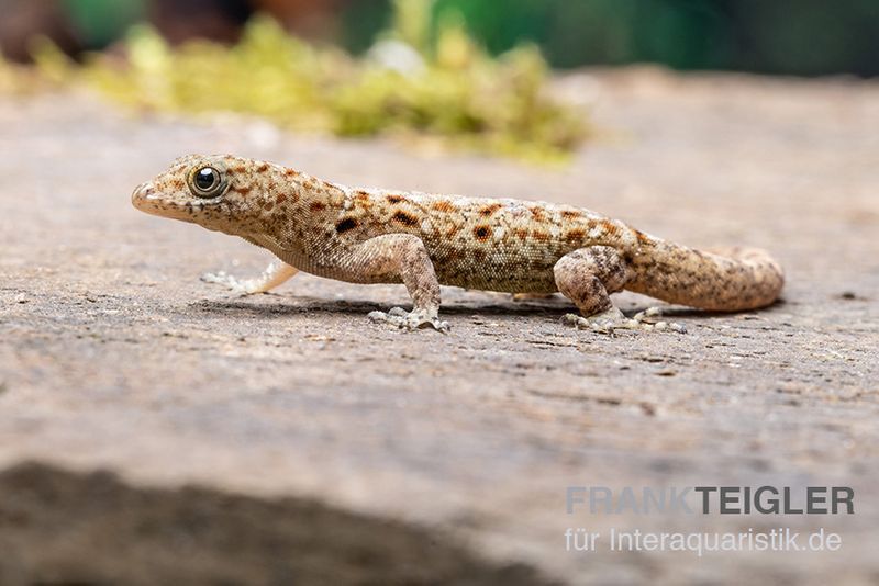 Blauer Rotkopfgecko, Gonatodes albogularis, gemischt