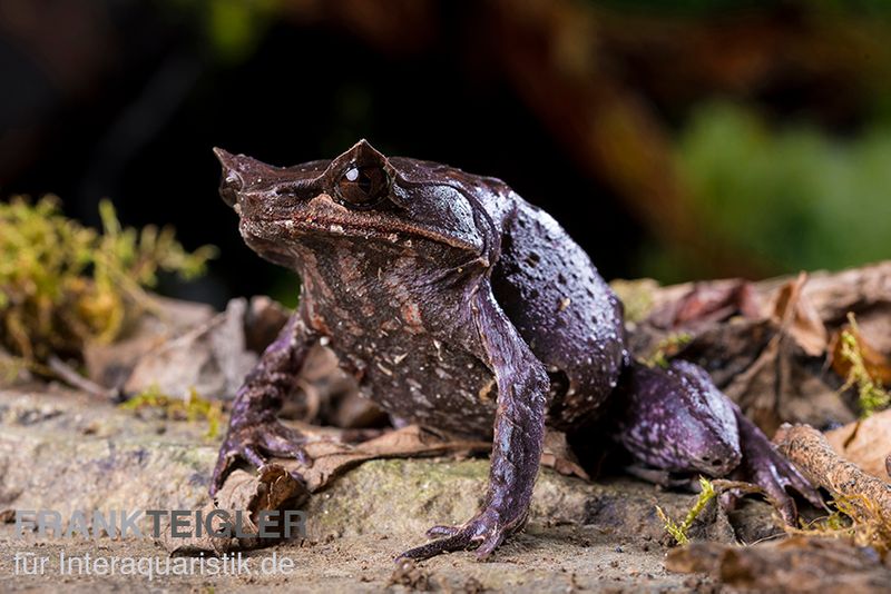 Java Zipfelfrosch, Megophrys montana