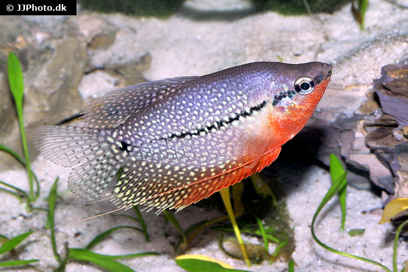 Mosaikfadenfisch, Trichogaster leeri