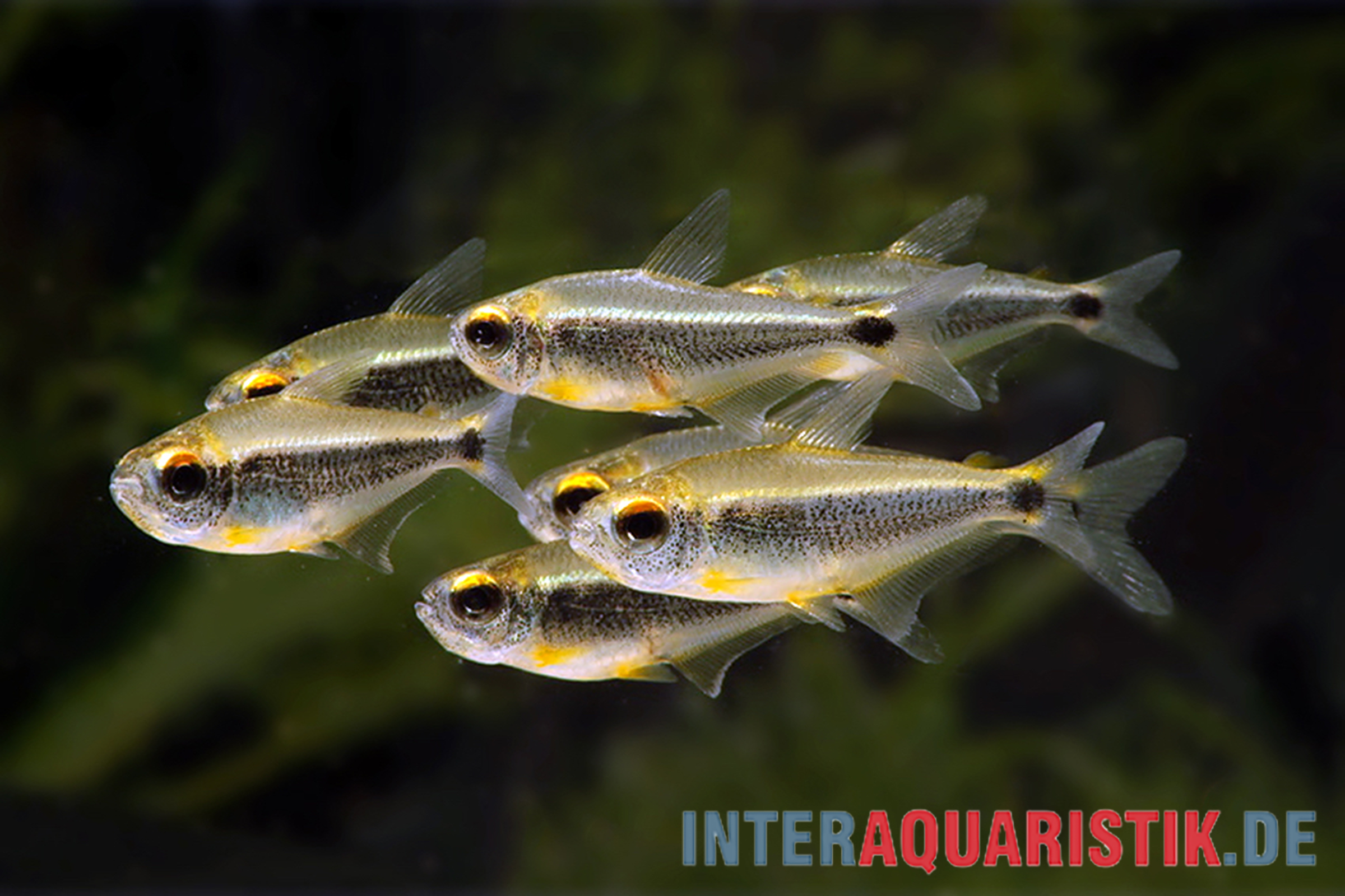 Heikos Salmler, Moenkhausia heikoi