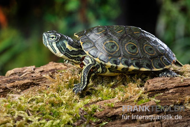 Rio-Grande-Schmuckschildkröte, Pseudemys gorzugi