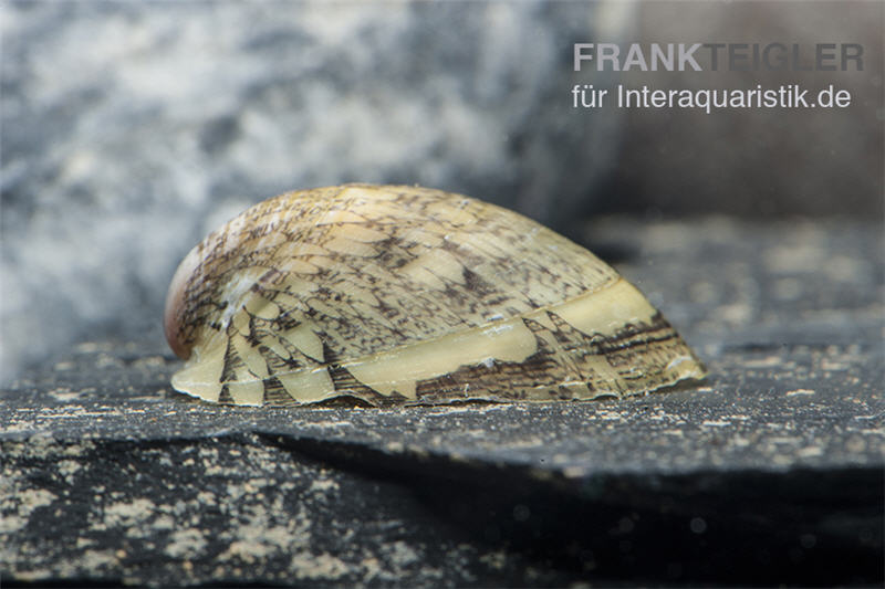 Muschelschnecke, Septaria porcellana