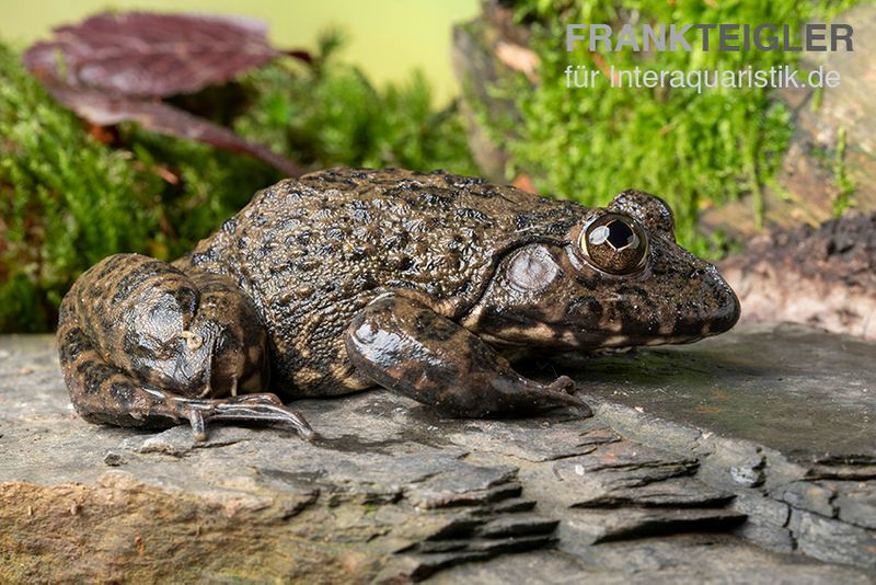 Gekrönter Ochsenfrosch, Hoplobatrachus occipitalis