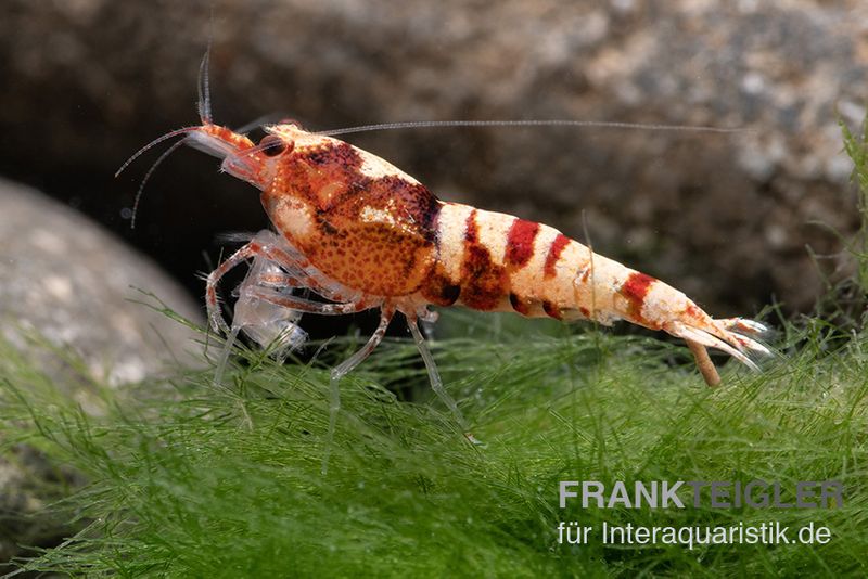 Red Zebra Pinto Garnele, Caridina spec. (Taiwan Bee)