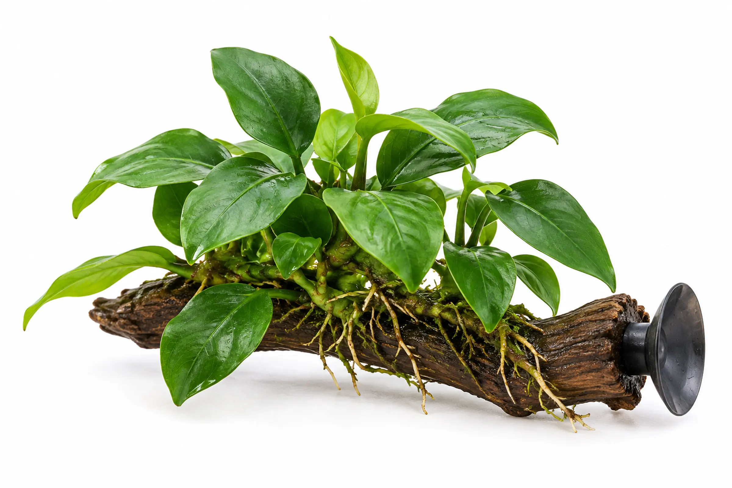 Anubias nana auf einer Wurzel mit Saugnapf vor weißem Hintergrund.