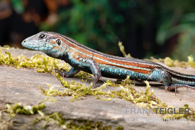 Blackbelly Racerunner, Aspidoscelis deppii