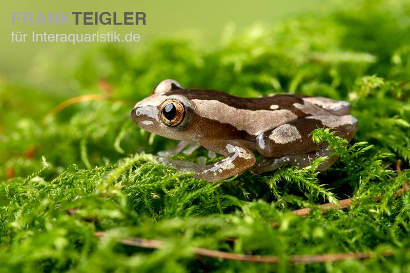 Brauner Bananenfrosch, Afrixalus dorsalis