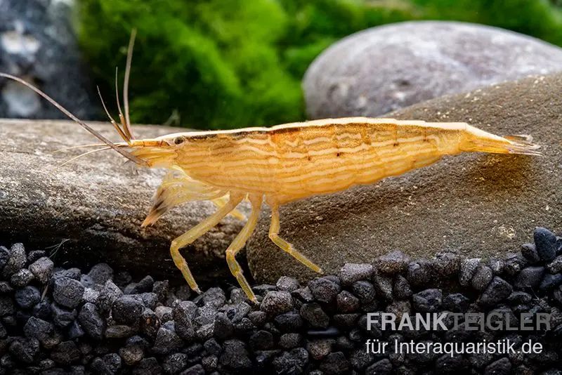 Kleine Fächergarnele, Atyopsis spinipes