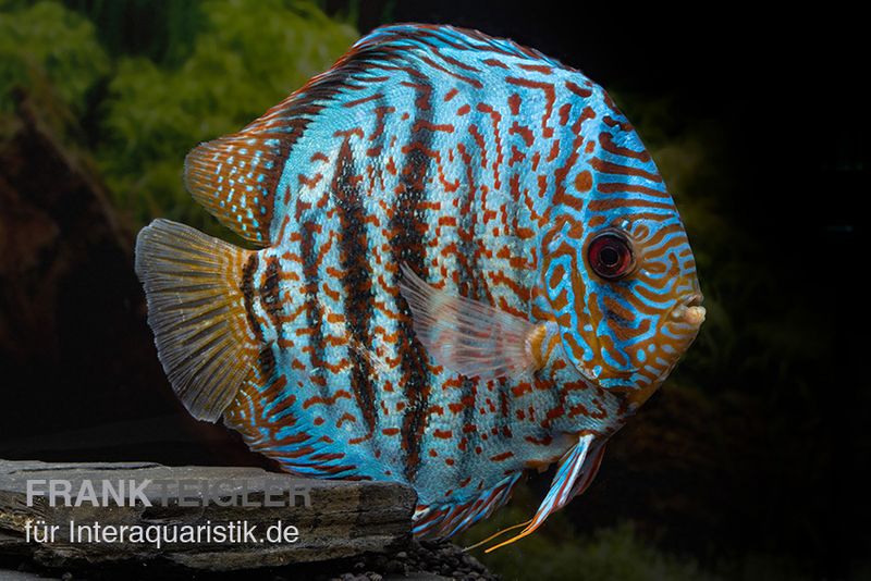 Diskusfisch ASIA-NZ, Symphysodon discus Red spotted green, 2 Zoll, 5-6 cm