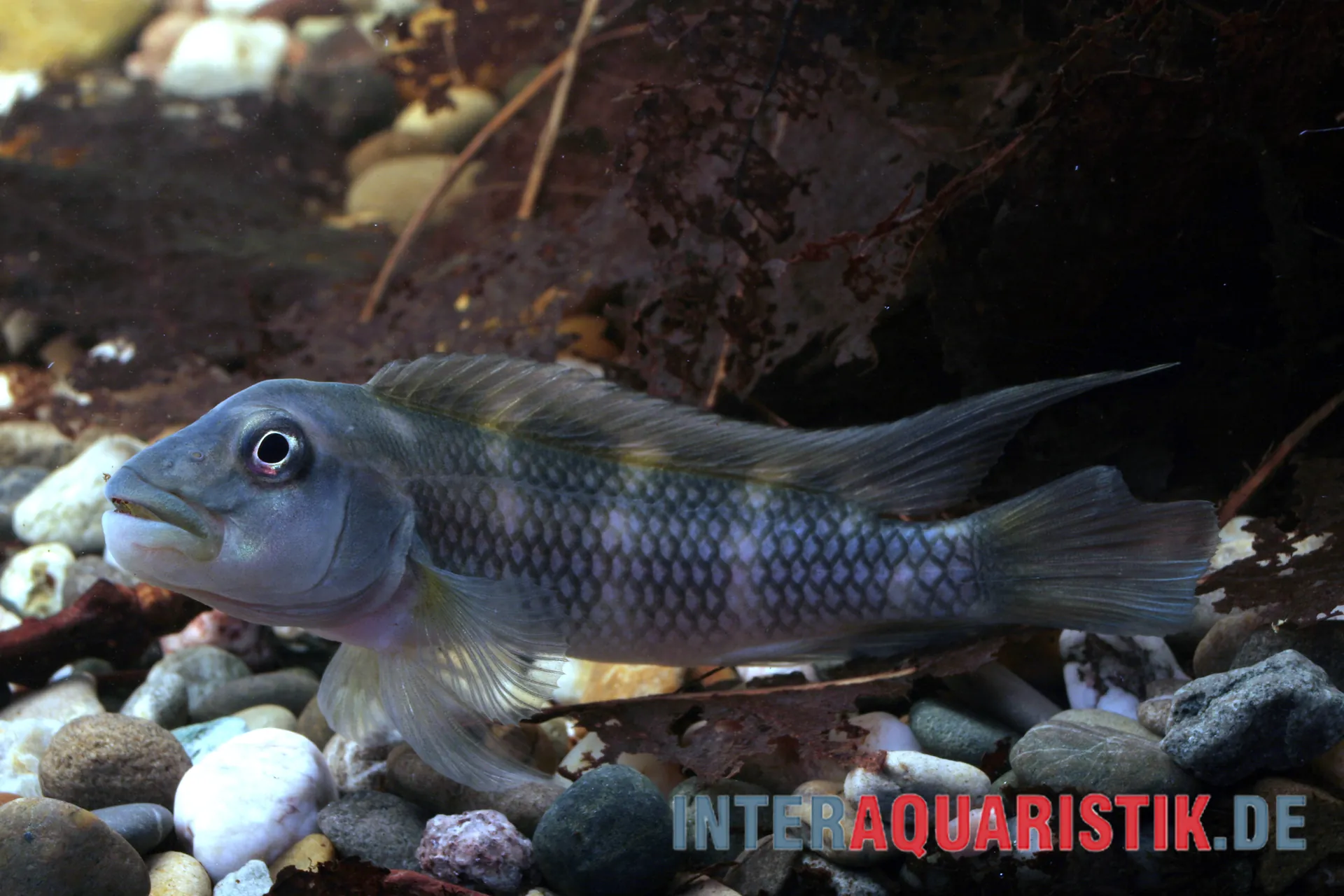 Nahaufnahme einer Kongo-Buckelkopfcichlide (Steatocranus gibbiceps) im Aquarium; blau-grauer Buckelkopf, seitliche Ansicht über Kiesgrund, geeignet für Produktseite zu Steatocranus gibbiceps
