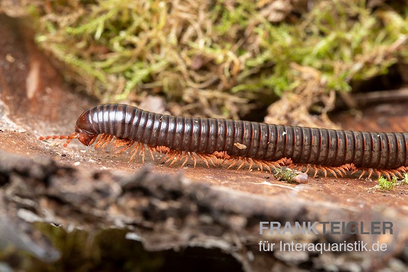 Grün gestreifter Rotfuß-Milipede, Spirostreptus sp. Red Legged Nigeria