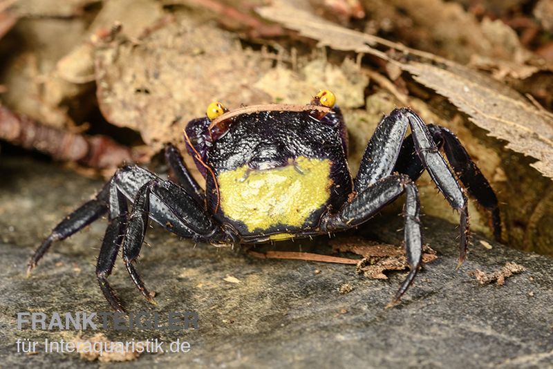 Vampirkrabbe, Geosesarma sp. 'Vampir', Zufällig ausgewählt