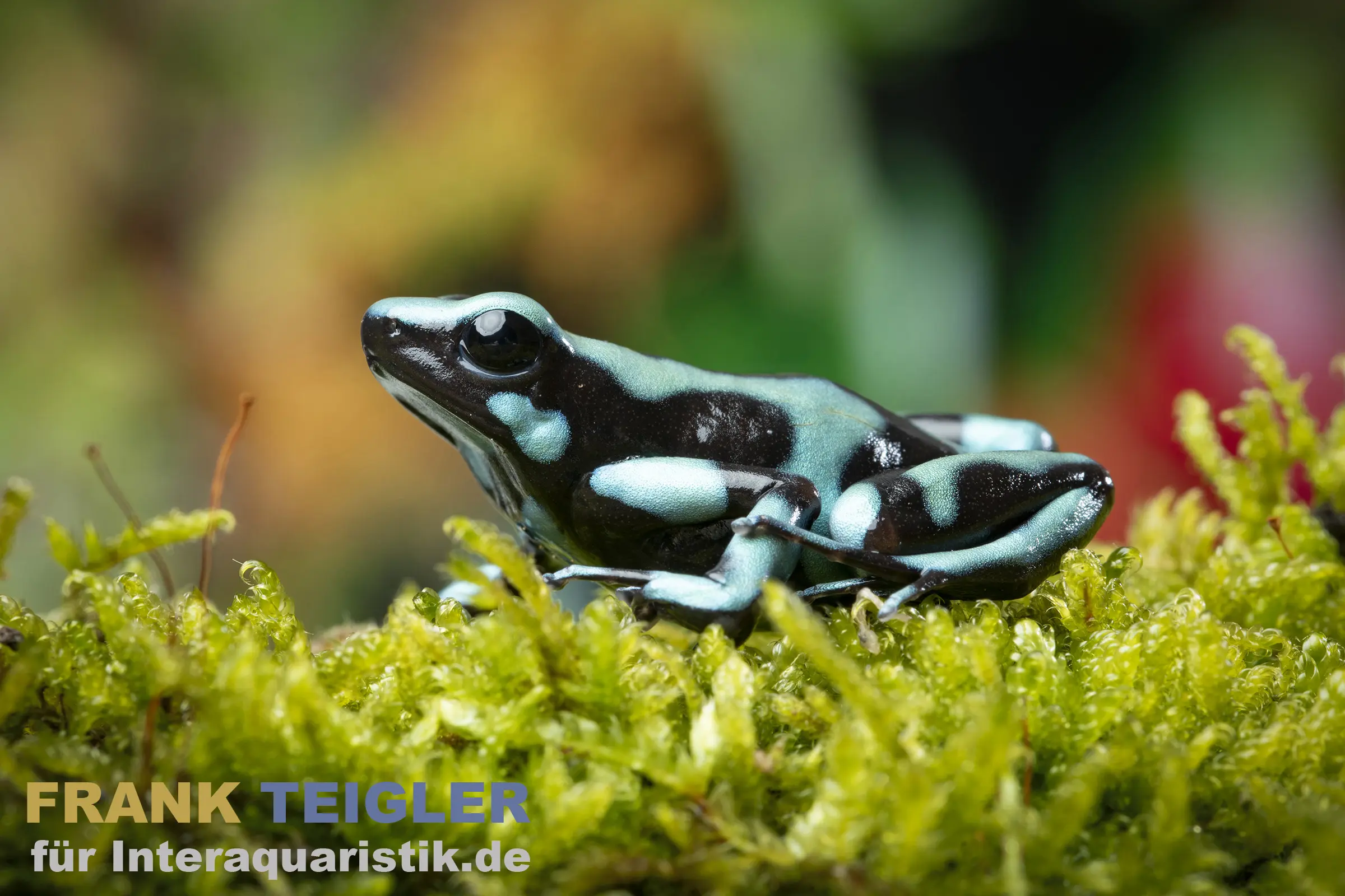 Goldbaumsteiger Bahia Solano, Dendrobates auratus