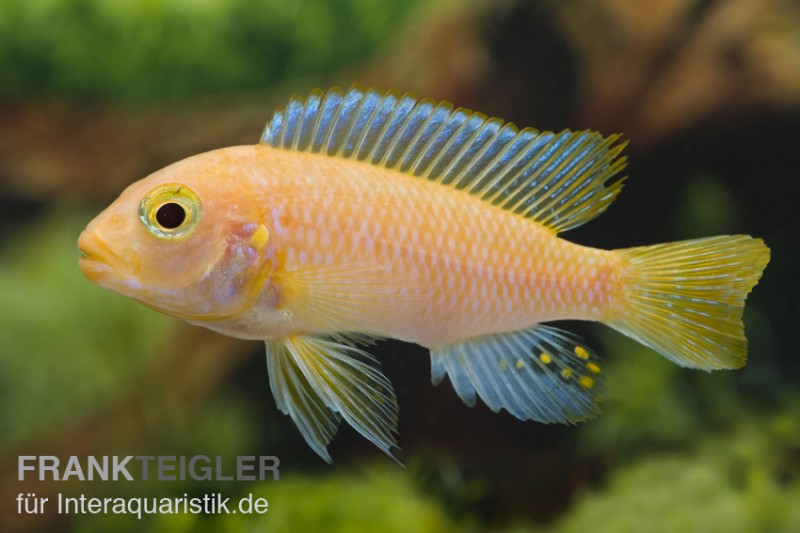 Roter Zebrabuntbarsch, Pseudotropheus estherae "rot-rot", DNZ