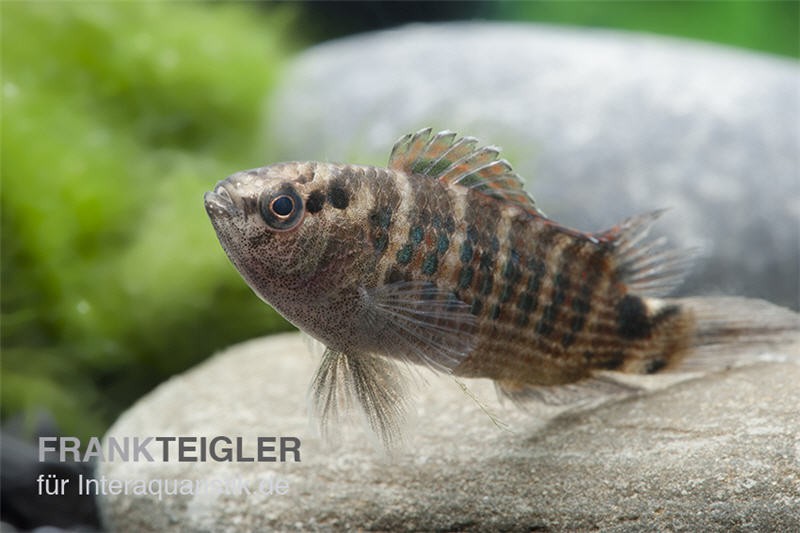 Roter Badis, Badis ruber