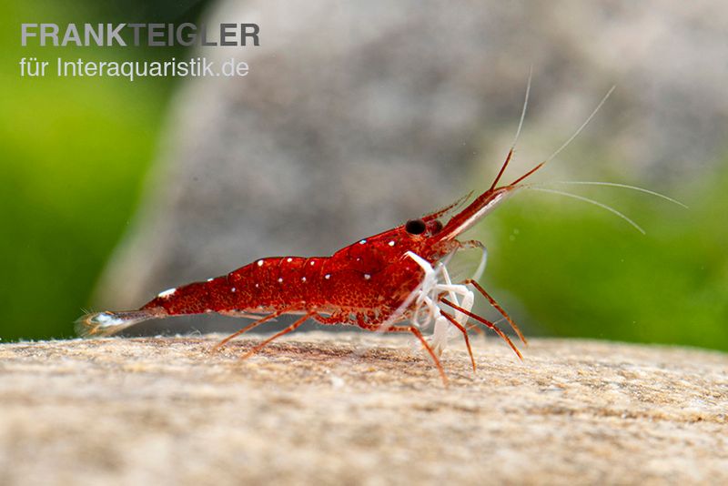 Weißpunkt-Kardinals-Garnele, Caridina spec. White Spot Red Bee