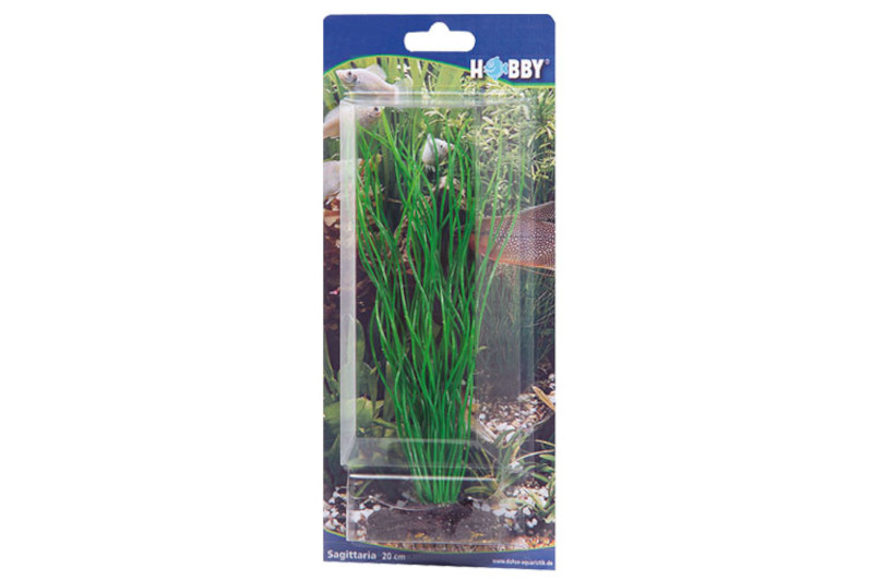 Hobby Sagittaria, 20 cm