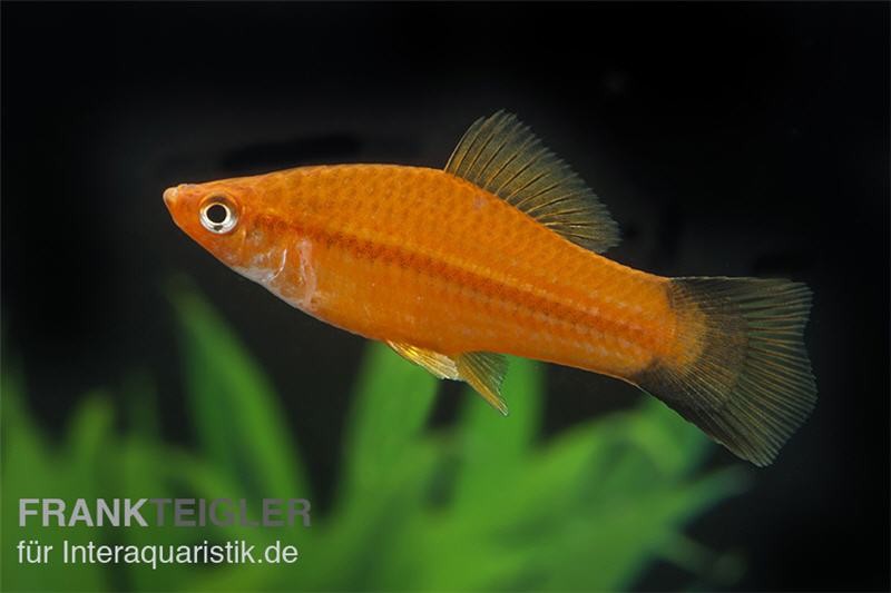 Schwertträger Komet Rot, Xiphophorus helleri, Zufällig ausgewählt