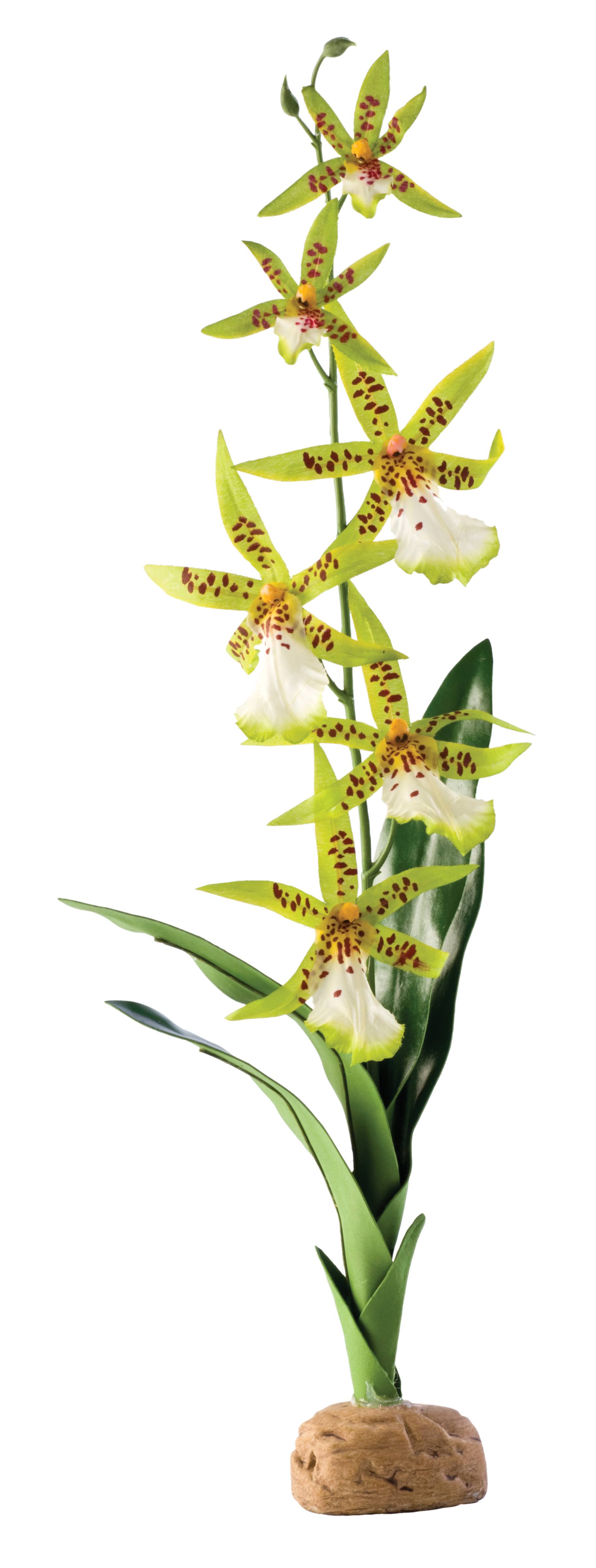 Exo Terra Spinnen Orchidee