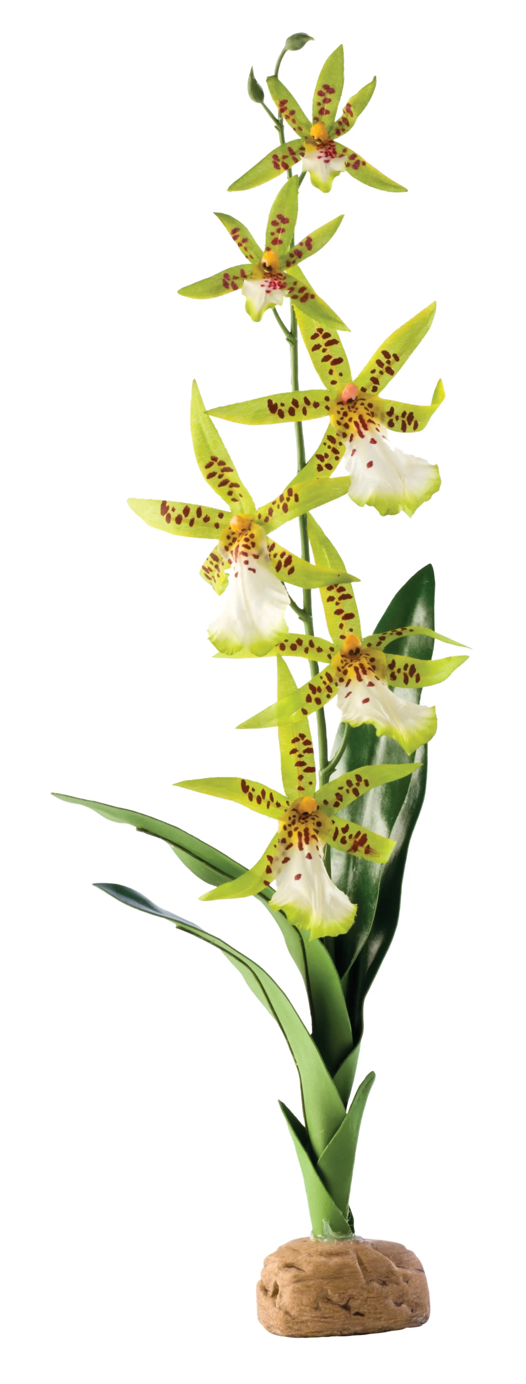Exo Terra Spinnen Orchidee