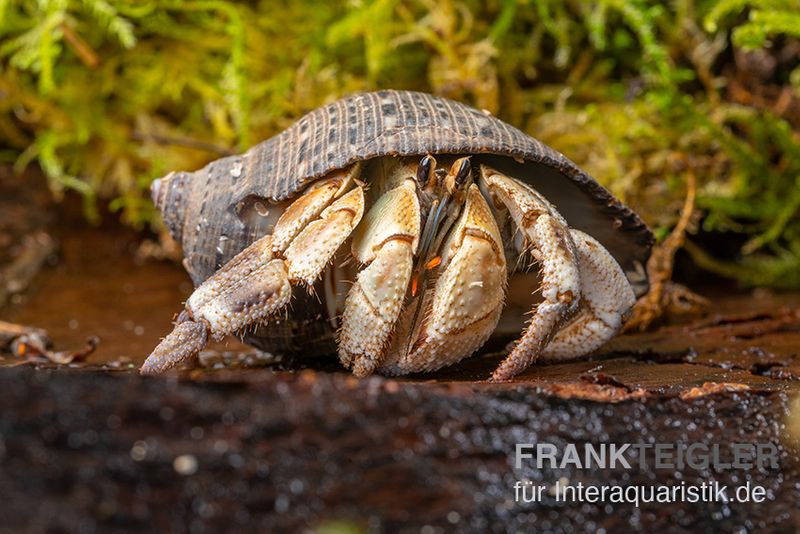 Marmor-Einsiedlerkrebs, Coenobita sp. "Marble"