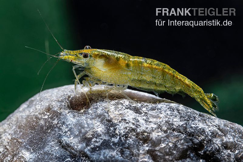 Green Fire Shrimp, Neocaridina davidi "Green Fire"