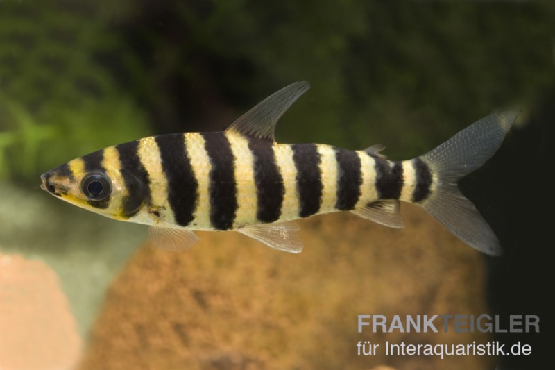 Grüner Leporinus, Leporinus fasciatus