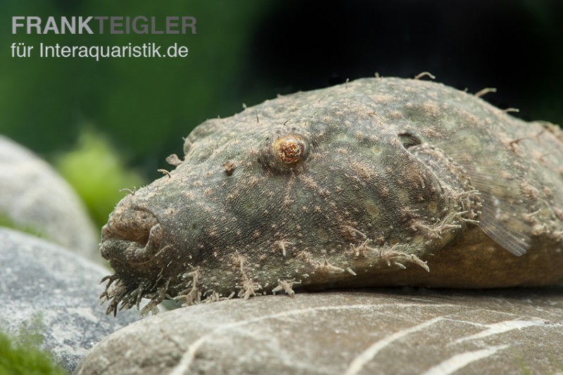 Fetzenkugelfisch, Tetraodon baileyi (Rarität)