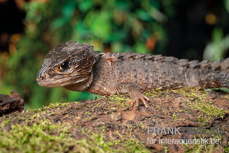 Neuguinea-Helmskink, Tribolonotus novaeguineae