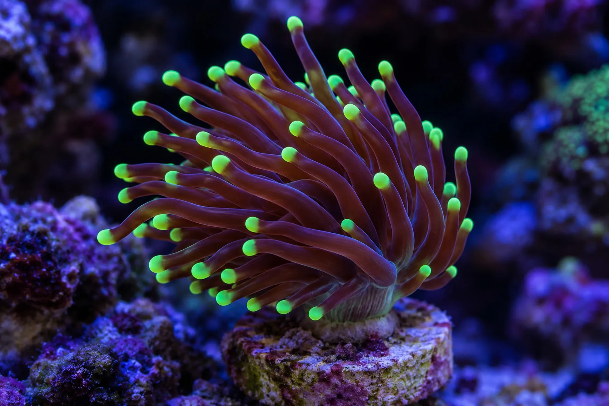 Fackelkoralle „Rasta Torch“ (Nachzucht), Euphyllia glabrescens, 1 Polyp