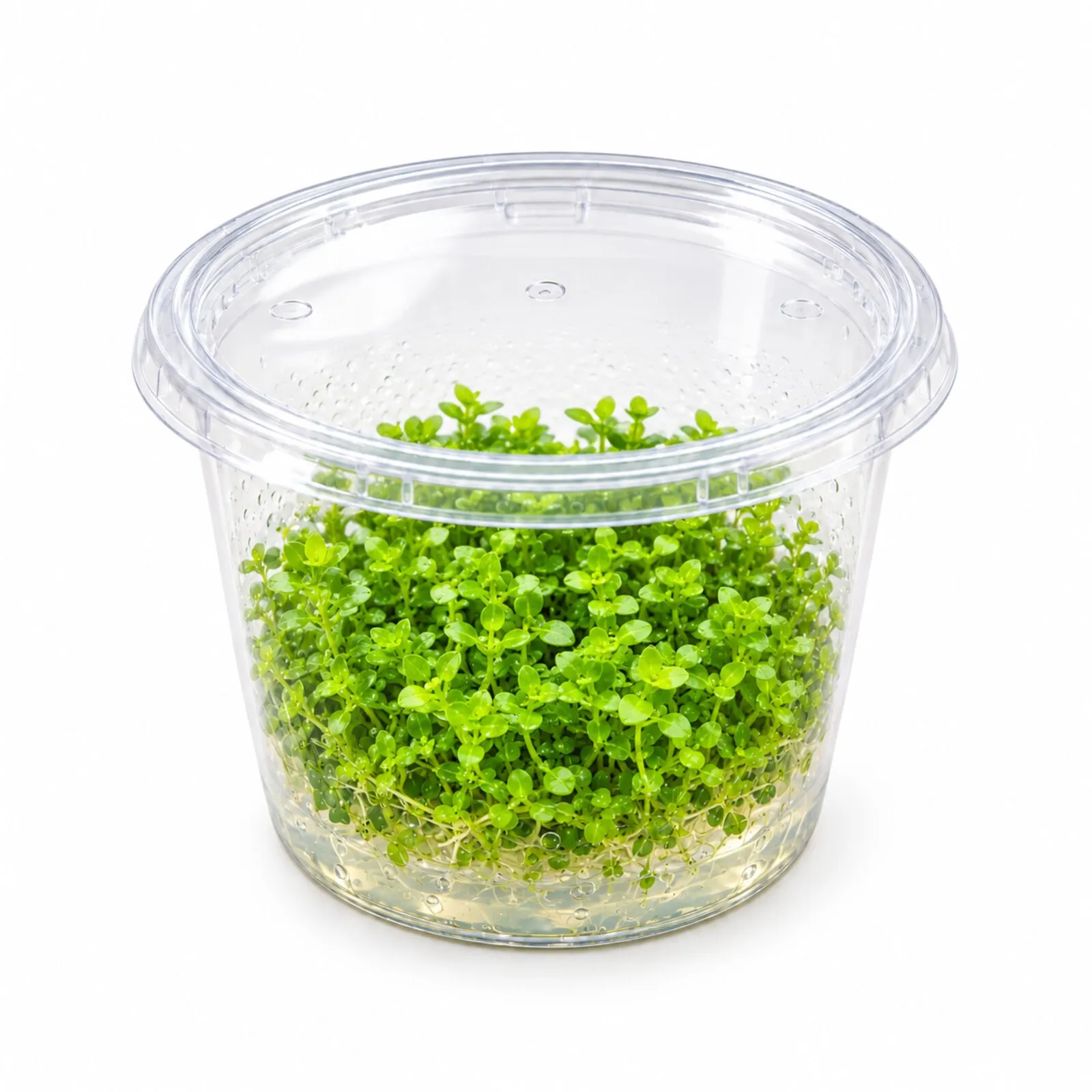 Montecarlo-Perlenkraut, Micranthemum tweediei, In Vitro
