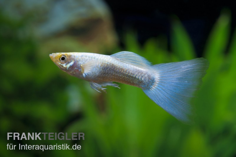 Guppy neonblau, Poecilia reticulata, Männchen