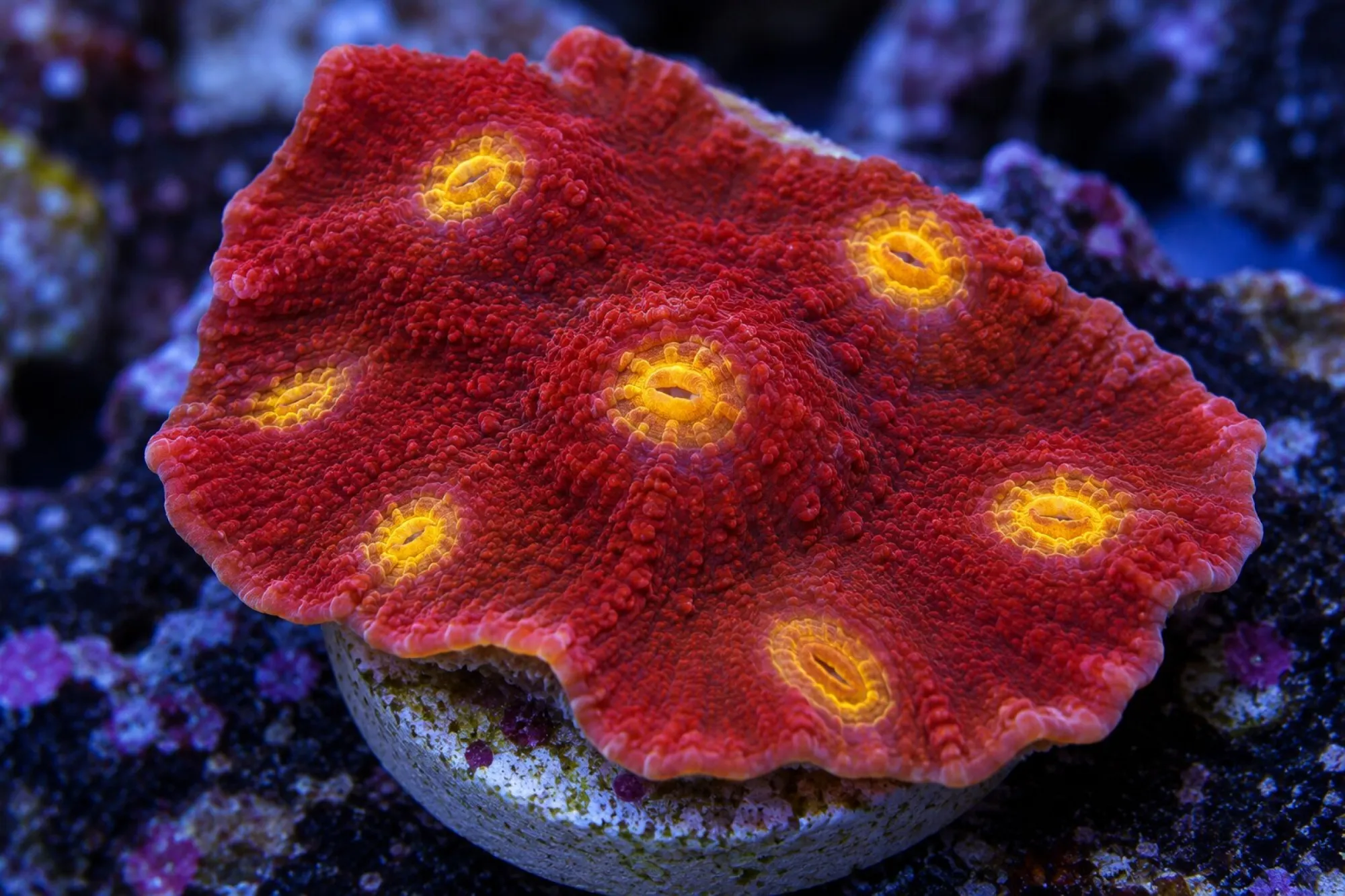 Kelchkoralle „Golden Eye“ (Nachzucht), Echinophyllia spec., Größe S–M