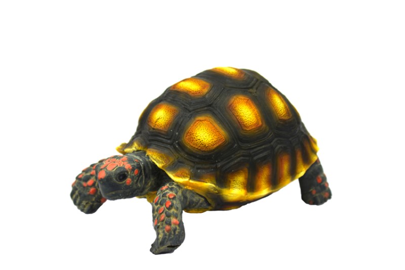 Hobby Turtle 1