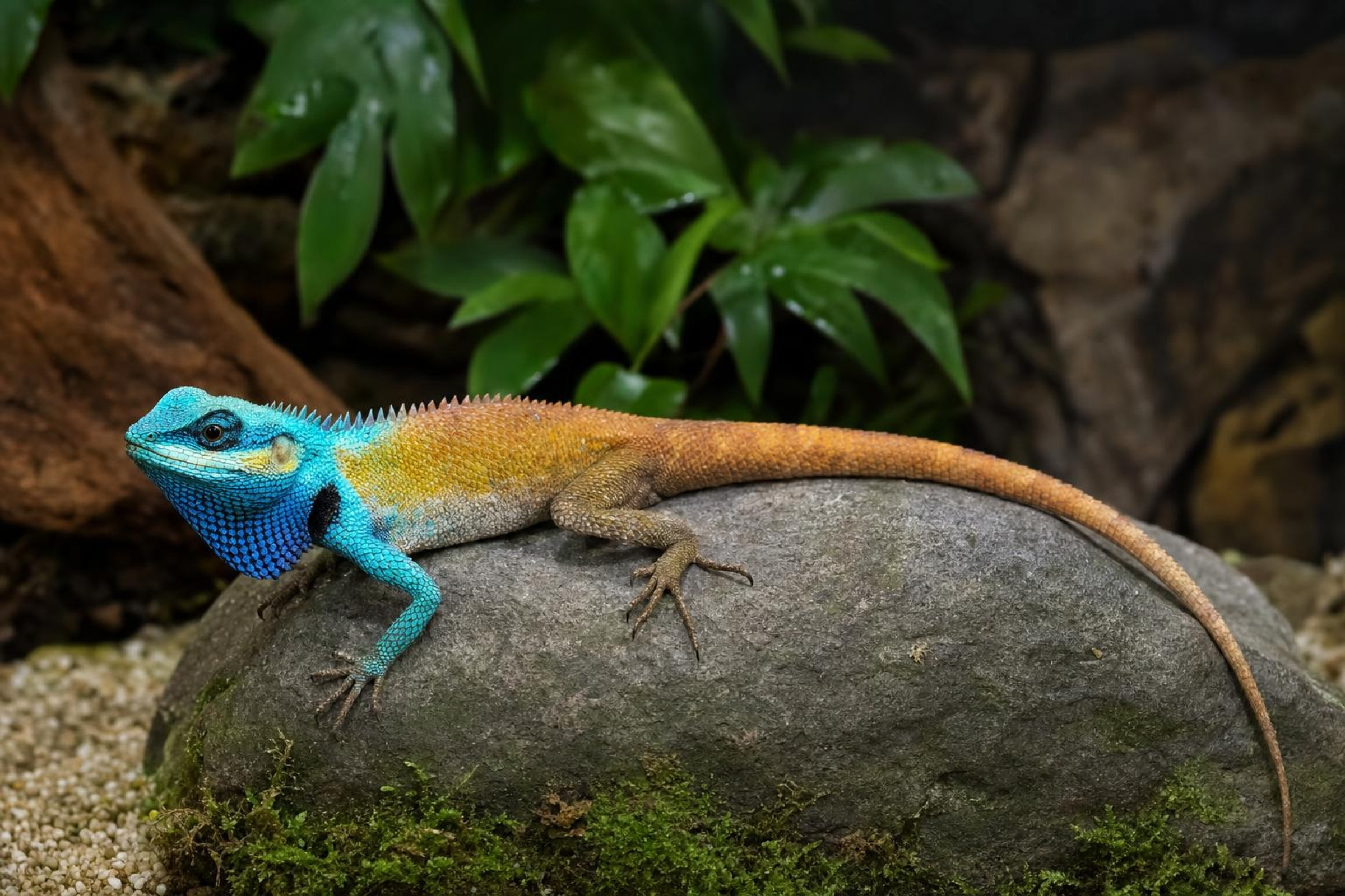Vietnamesische Schönechse, Calotes bachae