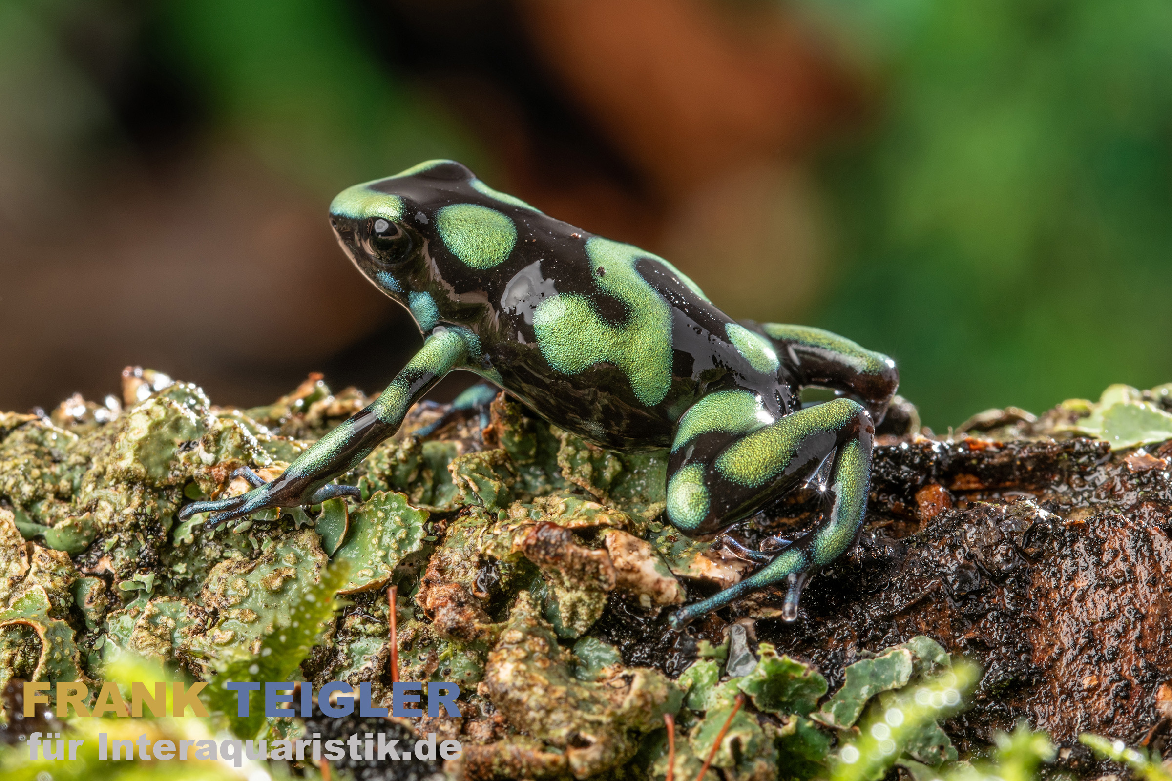 Capurgana Pfeilgiftfrosch, Dendrobates auratus capurgana