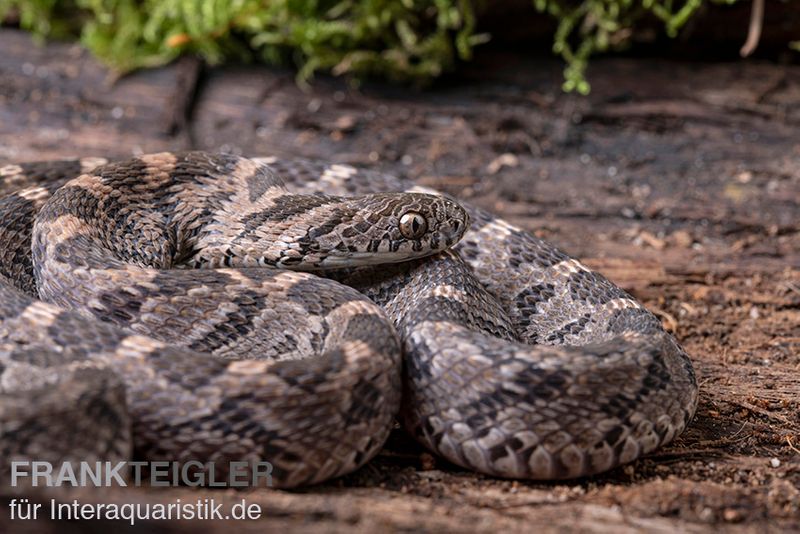 Afrikanische Eierschlange, Dasypeltis scabra