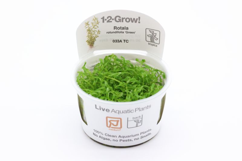 Rundblättrige Rotala, Rotala rotundifolia, online kaufen